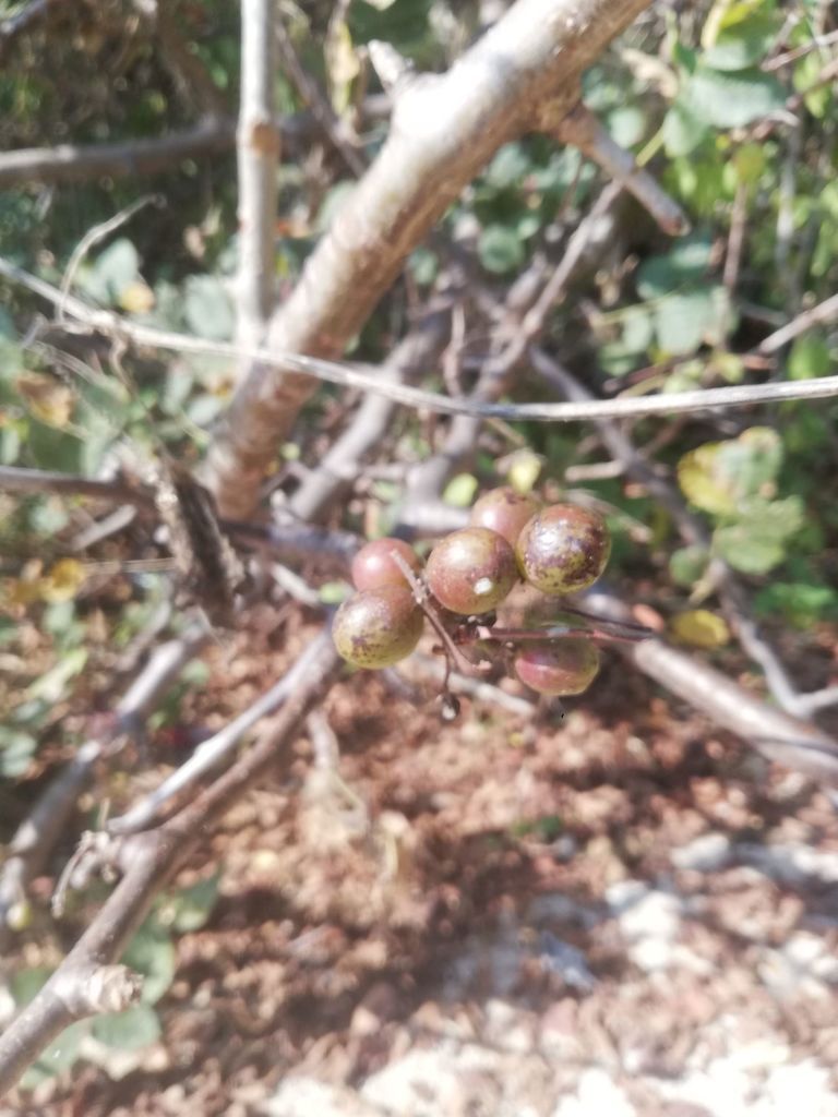 Frutos pardos de copal santo agrupados sobre una ramilla desnuda.