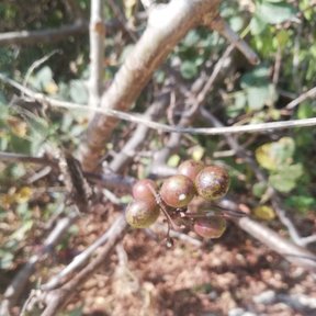 Frutos pardos de copal santo agrupados sobre una ramilla desnuda.