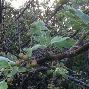 Frutos verdes de copal santo alineados sobre las ramas entre hojas nuevas.