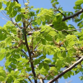 Ramas de copal santo con las flores menudas y las hojas nuevas contra el cielo.
