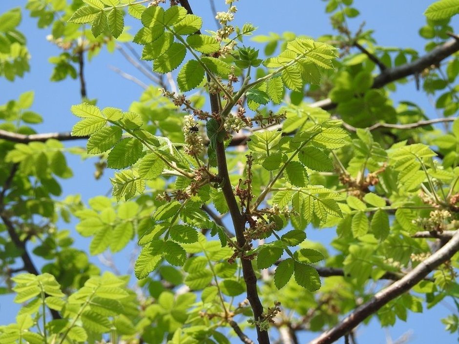 Ramas de copal santo con las flores menudas y las hojas nuevas contra el cielo.