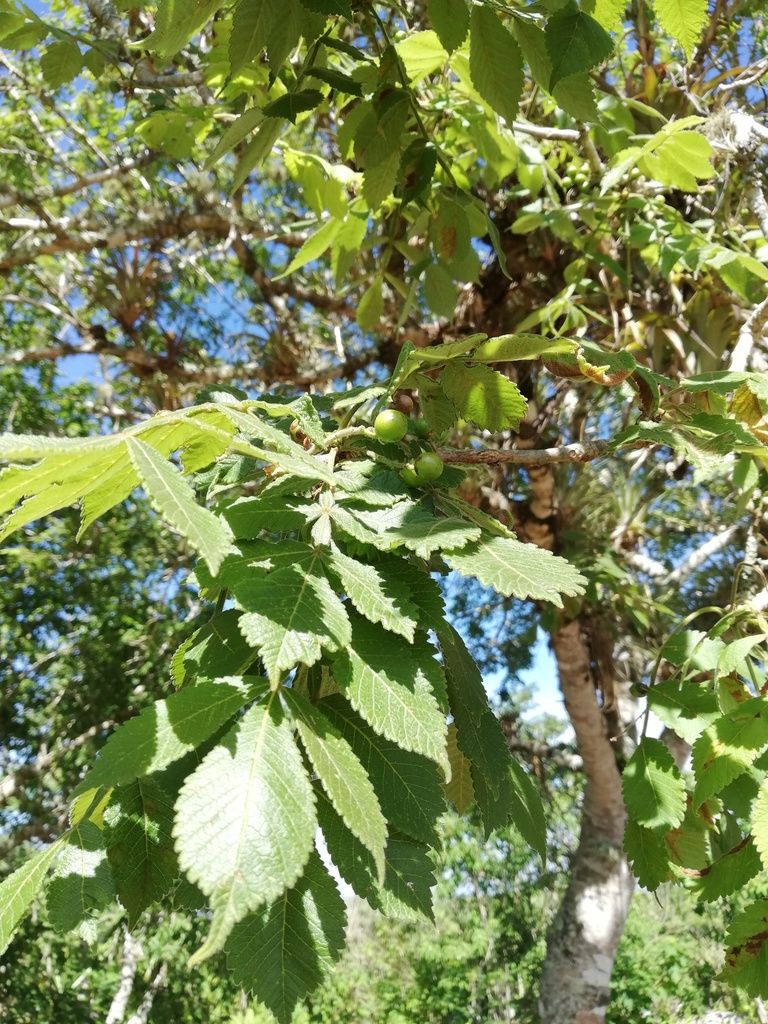 Hojas aserradas de copal santo junto al tronco claro del árbol.