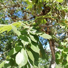 Hojas aserradas de copal santo junto al tronco claro del árbol.