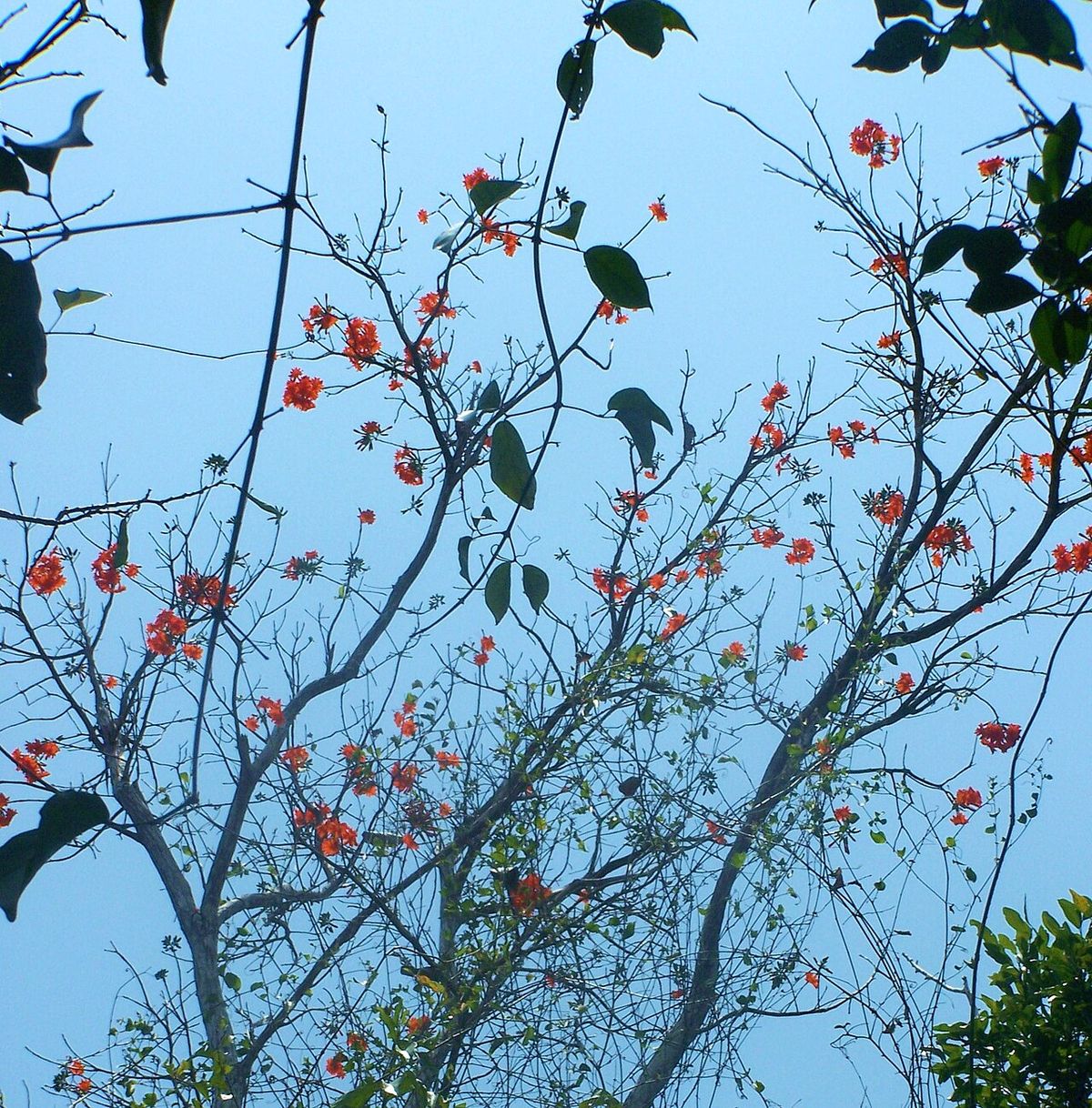 Ramas desnudas de cópite salpicadas de flores anaranjadas contra el cielo azul.