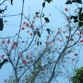 Ramas desnudas de cópite salpicadas de flores anaranjadas contra el cielo azul.