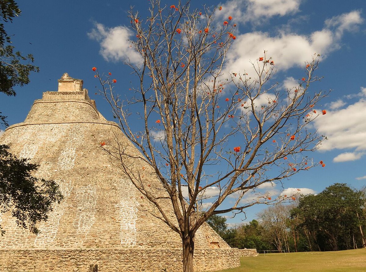 Cópite de ramas desnudas y flor naranja frente a una pirámide maya.