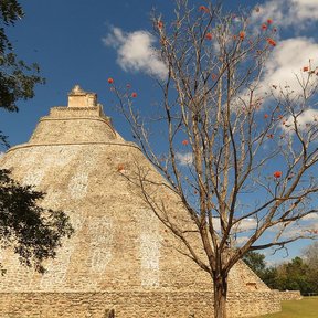 Cópite de ramas desnudas y flor naranja frente a una pirámide maya.