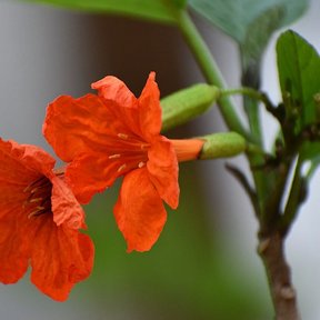 Dos flores anaranjadas de cópite abiertas sobre una ramilla con brotes verdes.