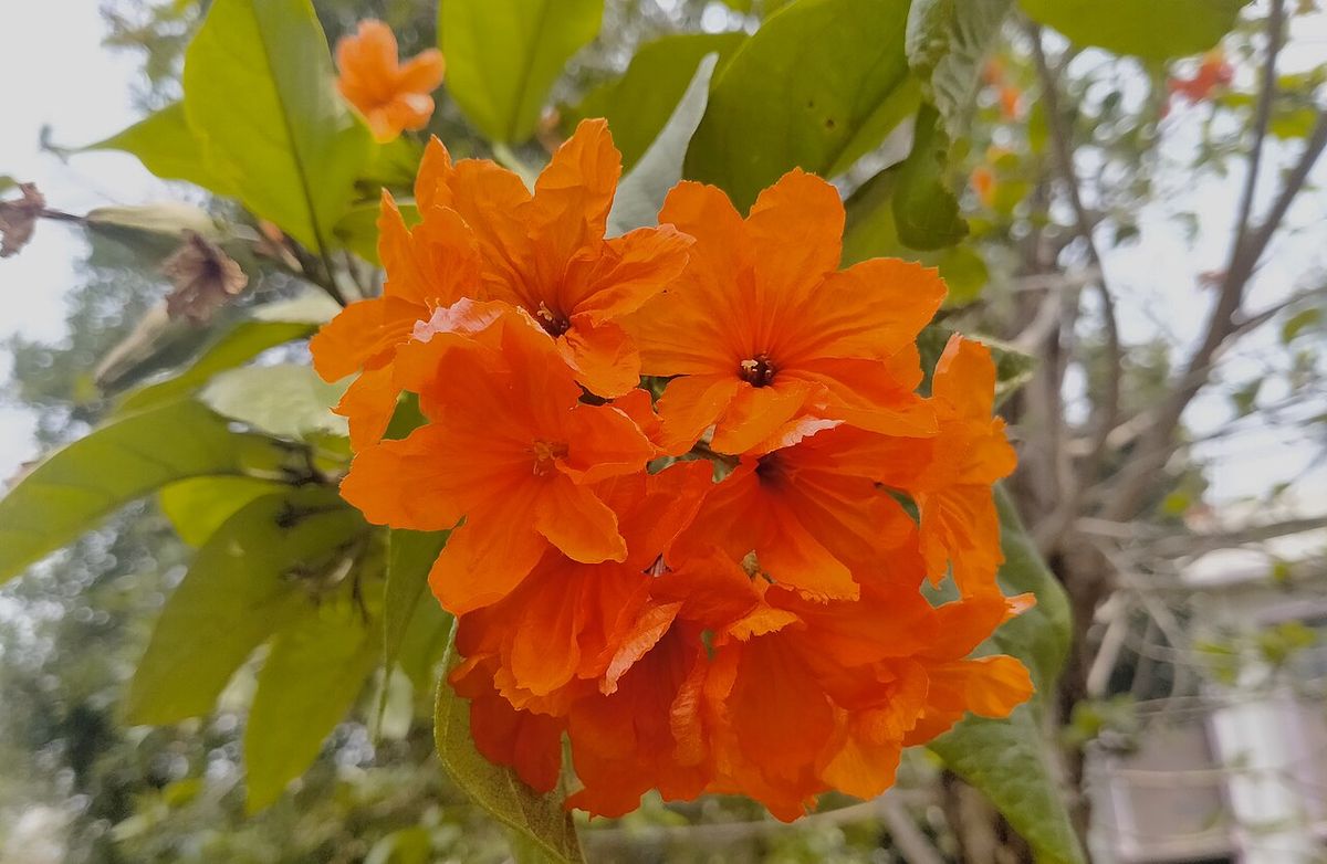 Ramillete de flores naranjas de cópite abiertas entre hojas ásperas.