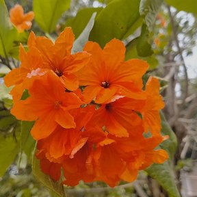 Ramillete de flores naranjas de cópite abiertas entre hojas ásperas.