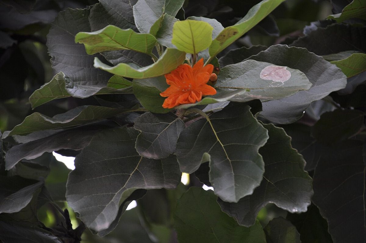 Hojas anchas y ásperas de cópite con una flor naranja asomando entre ellas.