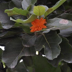 Hojas anchas y ásperas de cópite con una flor naranja asomando entre ellas.