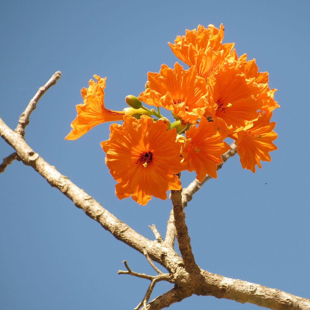 Flores naranjas de cópite en la punta de una rama clara contra el cielo azul.