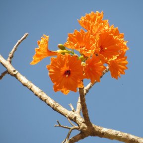 Flores naranjas de cópite en la punta de una rama clara contra el cielo azul.