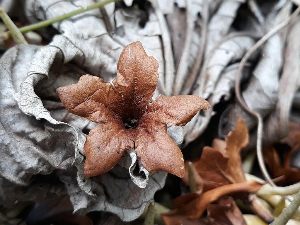 Flor seca y acampanada de suchil caída sobre la hojarasca del suelo.