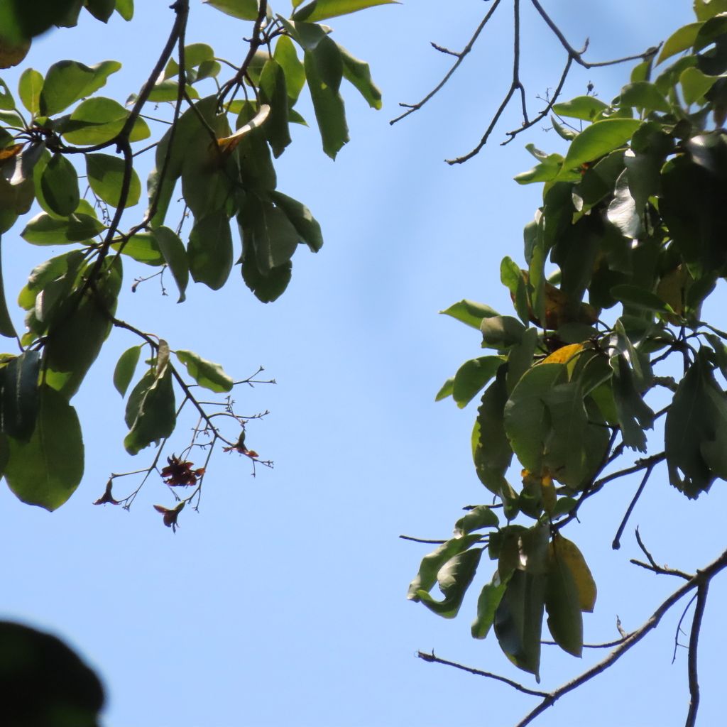 Ramas de suchil con las hojas anchas y lustrosas contra un cielo azul.