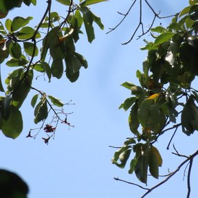 Ramas de suchil con las hojas anchas y lustrosas contra un cielo azul.