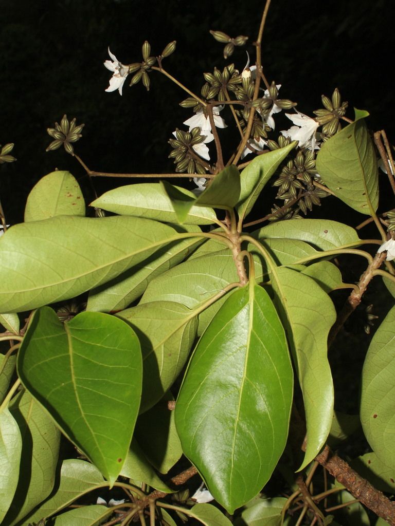 Flores blancas de suchil abiertas entre las hojas grandes y nervadas.