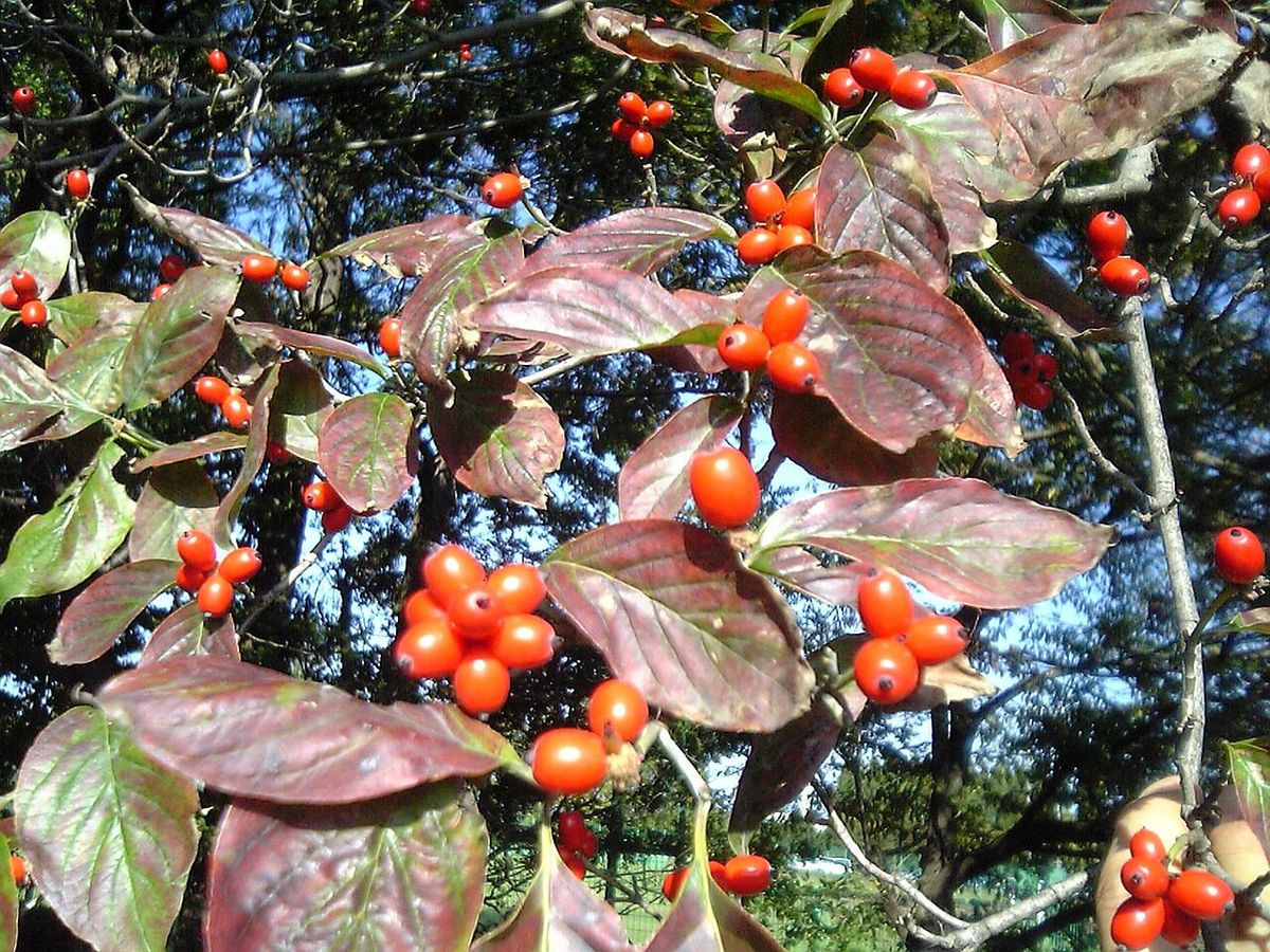 Frutos rojos de xochilcorona entre las hojas ya viradas a rosa, en otoño.