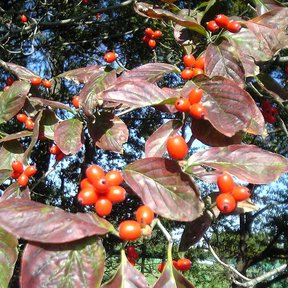 Frutos rojos de xochilcorona entre las hojas ya viradas a rosa, en otoño.