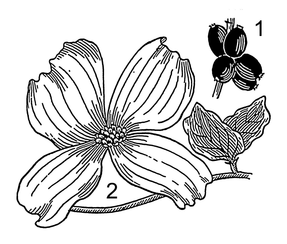 Dibujo a línea de la bráctea y el fruto de la xochilcorona, con números.
