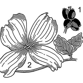 Dibujo a línea de la bráctea y el fruto de la xochilcorona, con números.