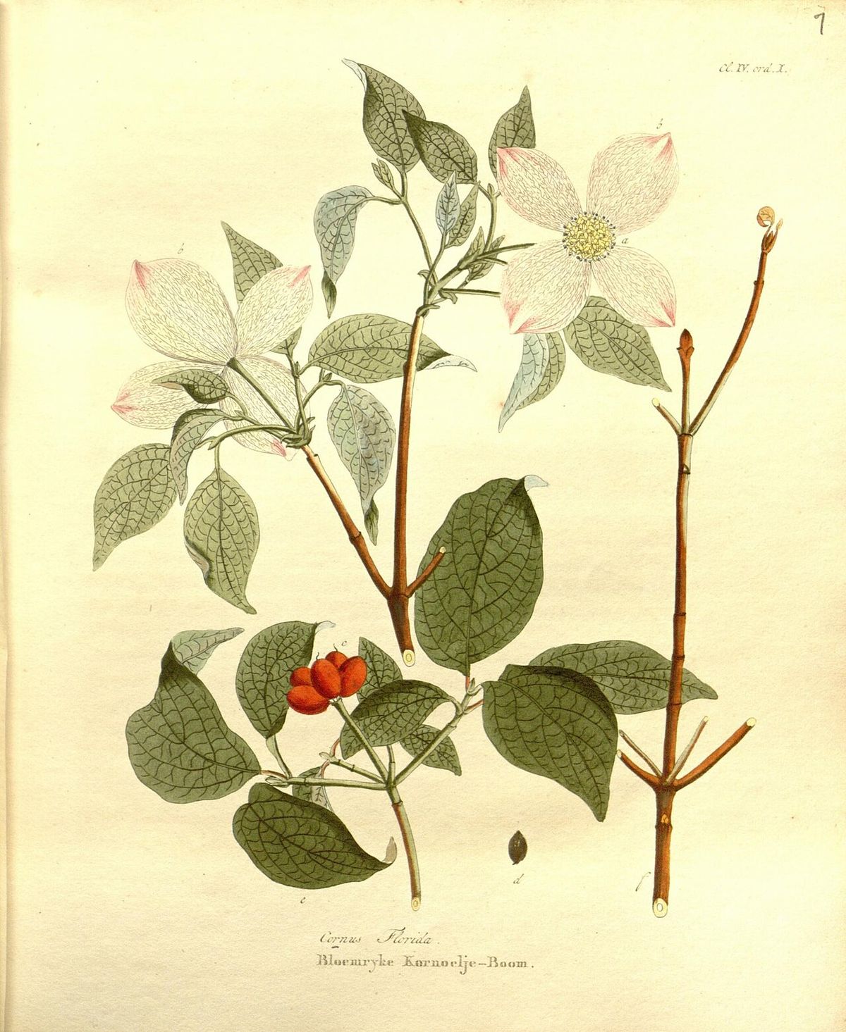 Lámina coloreada de la xochilcorona con las flores, las hojas y los frutos rojos.
