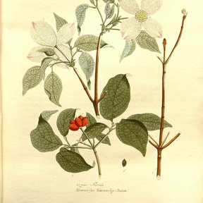 Lámina coloreada de la xochilcorona con las flores, las hojas y los frutos rojos.