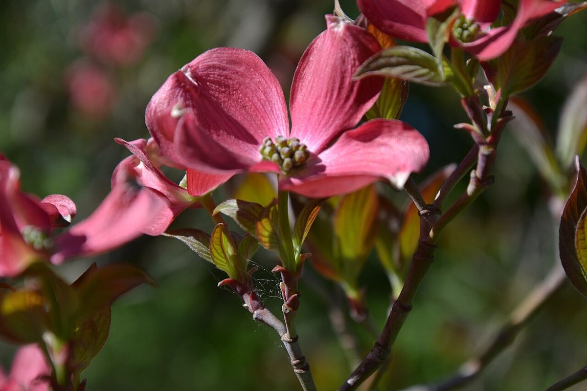 Brácteas rosadas de xochilcorona abiertas alrededor del ramillete de flores.