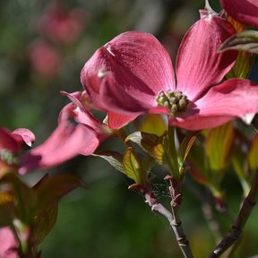 Brácteas rosadas de xochilcorona abiertas alrededor del ramillete de flores.