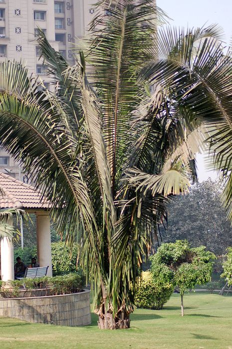 Palma de corozo de hojas arqueadas en el jardín de un conjunto de edificios.