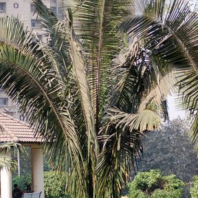 Palma de corozo de hojas arqueadas en el jardín de un conjunto de edificios.