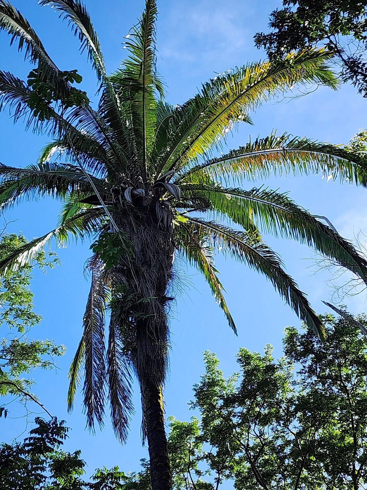 Corona de una palma de corozo abierta contra un cielo azul con nubes.