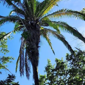 Corona de una palma de corozo abierta contra un cielo azul con nubes.