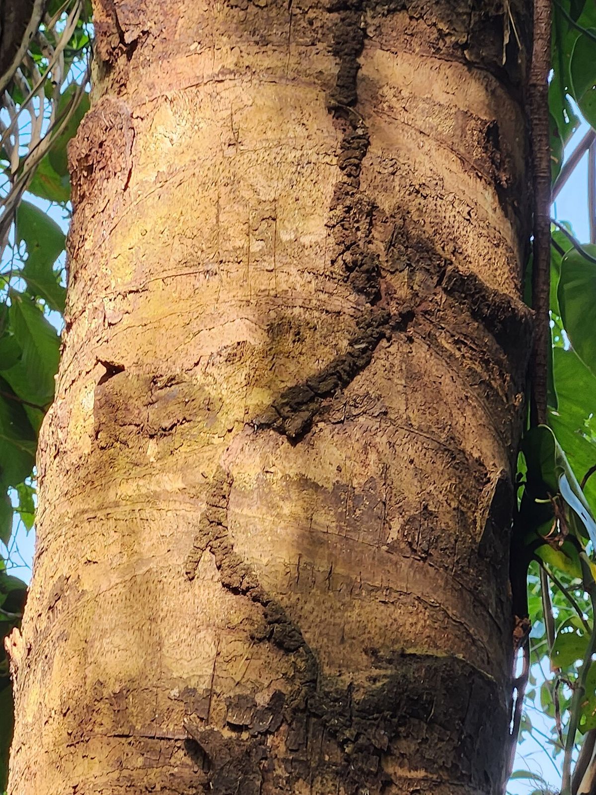 Estípite de corozo forrado por las bases secas de las hojas ya caídas.