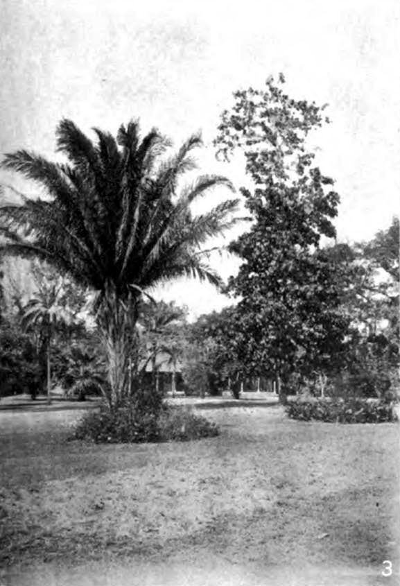 Palma de corozo fotografiada en blanco y negro en un jardín antiguo.