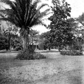 Palma de corozo fotografiada en blanco y negro en un jardín antiguo.