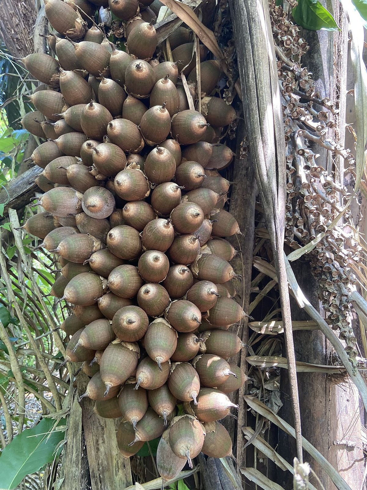 Racimo apretado de coquitos pardos de corozo colgando del estípite.