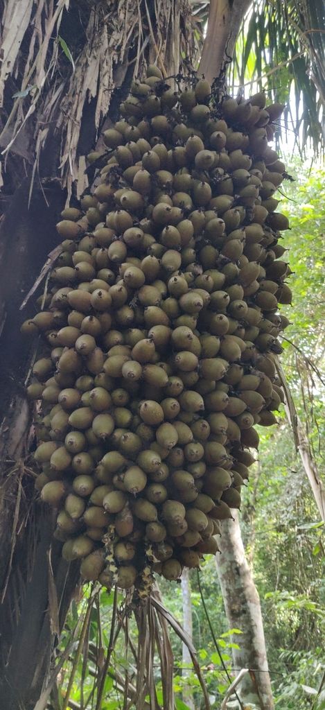 Racimo de frutos verdes de corozo colgando entre las bases de las hojas.
