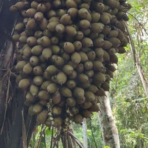 Racimo de frutos verdes de corozo colgando entre las bases de las hojas.
