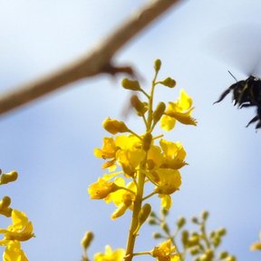 Racimo de flores amarillas de coral con un abejorro negro acercándose en vuelo.
