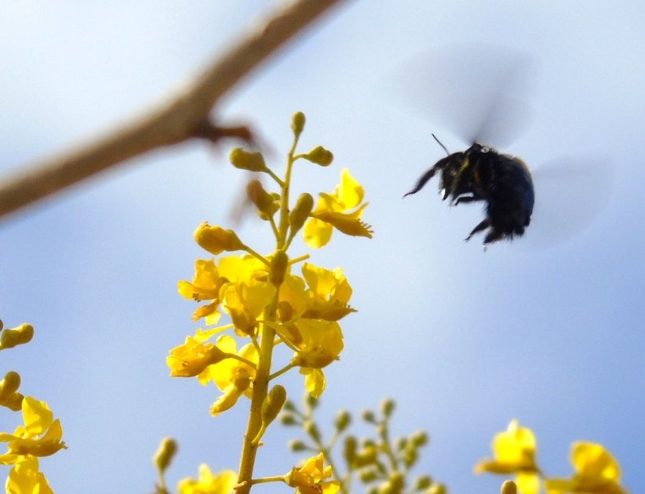 Racimo de flores amarillas de coral con un abejorro negro acercándose en vuelo.