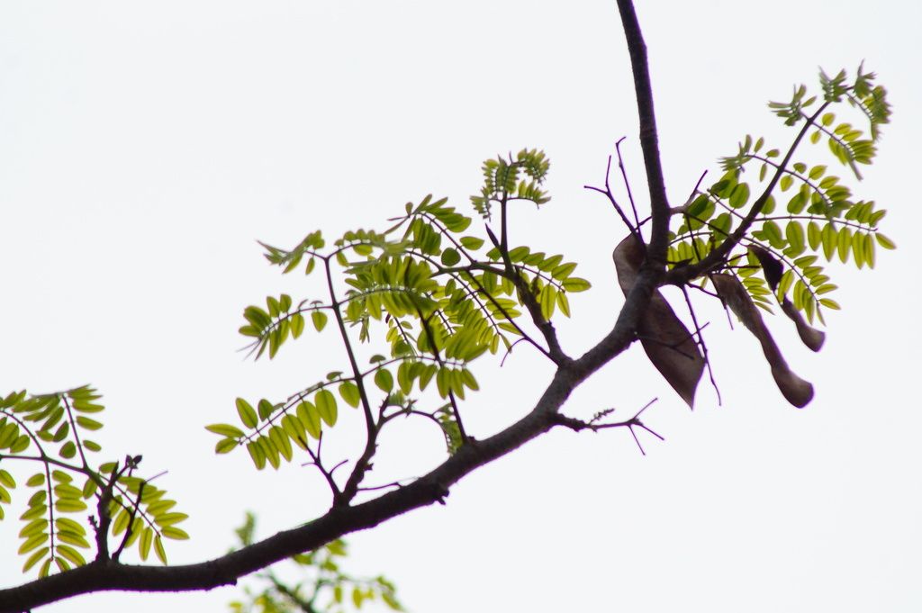 Vainas secas de coral colgando de una rama contra un cielo blanco.