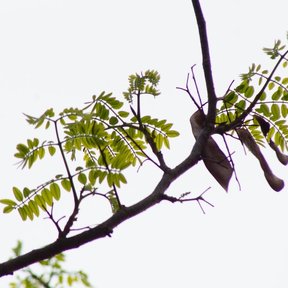 Vainas secas de coral colgando de una rama contra un cielo blanco.