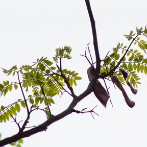 Vaina parda de coral sobre una rama con hojas bipinnadas y verde claro.