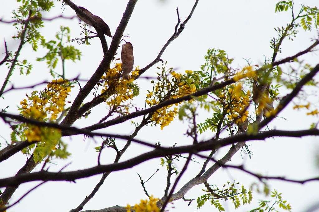 Rama de coral cargada de flor amarilla y hojas bipinnadas contra el cielo.