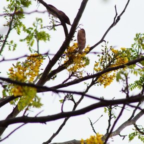 Rama de coral cargada de flor amarilla y hojas bipinnadas contra el cielo.