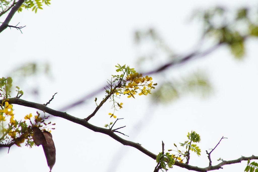 Racimos amarillos de coral asomando entre las ramas desnudas del árbol.