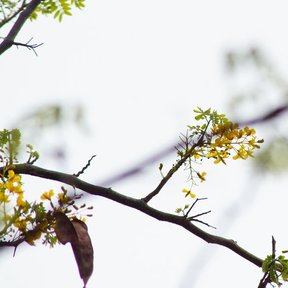 Racimos amarillos de coral asomando entre las ramas desnudas del árbol.