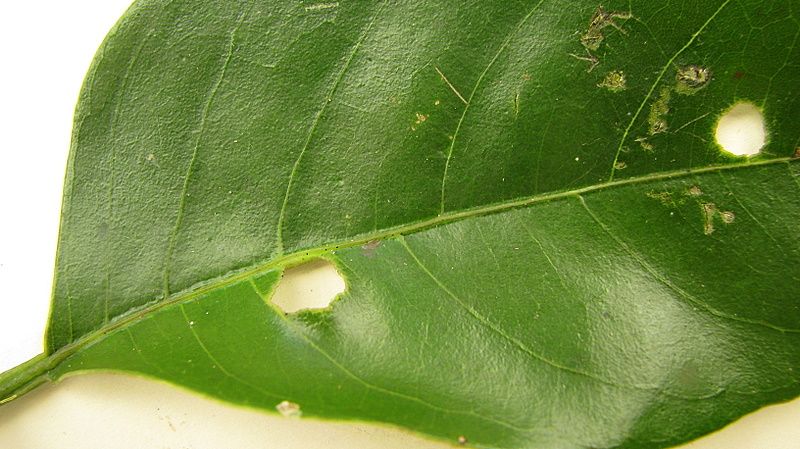 Envés de una hoja de pepe con la nervadura marcada, muy de cerca.